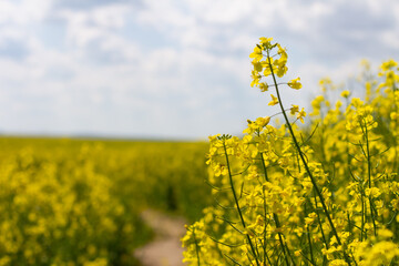 Obraz premium Yellow rapeseed field and picturesque sky with white clouds. Obtaining a crop of high-quality rapeseed products