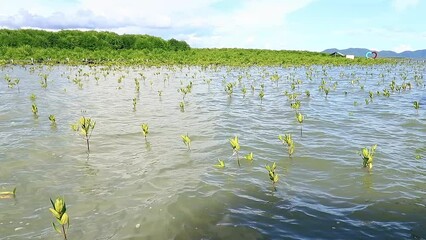 Wide view hypnotic ambient motion of replanted mangrove seedlings swaying in the water current in Trapeang Sankae Mangrove Sanctuary, Kampot Cambodia coastal reforestation effort