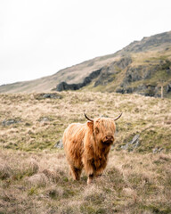 Baby highland cow in the mountains