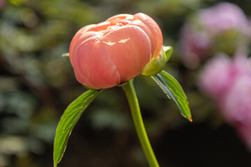 pink flower buds