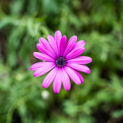 A single pink flower, top view, green out of focus background.