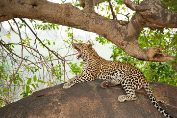 Fototapeta na wymiar Leopard in the wild, Serengeti National Park Tanzania, Africa