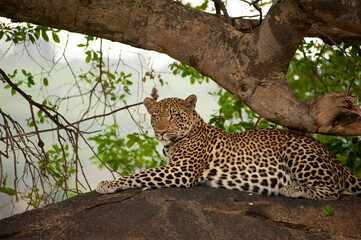Leopard in the wild, Serengeti National Park Tanzania, Africa