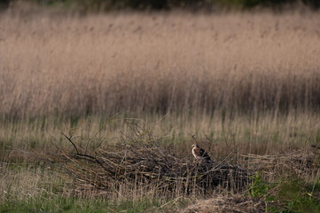 Circus aeruginosus 6 Marsh harrier - Busard des roseaux