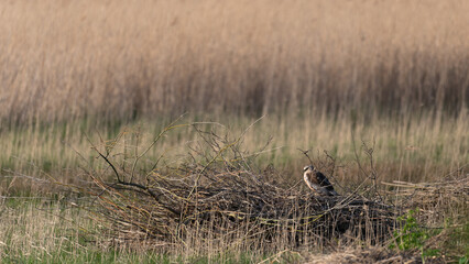 Circus aeruginosus 6 Marsh harrier - Busard des roseaux