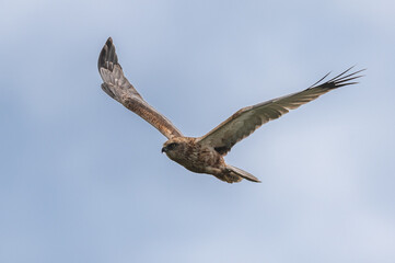 Circus aeruginosus 6 Marsh harrier - Busard des roseaux