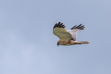 Circus aeruginosus 6 Marsh harrier - Busard des roseaux