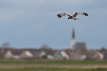 Circus aeruginosus 6 Marsh harrier - Busard des roseaux