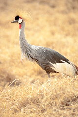 Grey crowned crane, Serengeti National Park, Tanzania