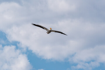 Fototapeta na wymiar American White Pelican Flying In Spring Sky