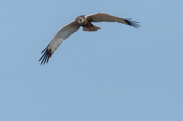 Circus aeruginosus 6 Marsh harrier - Busard des roseaux