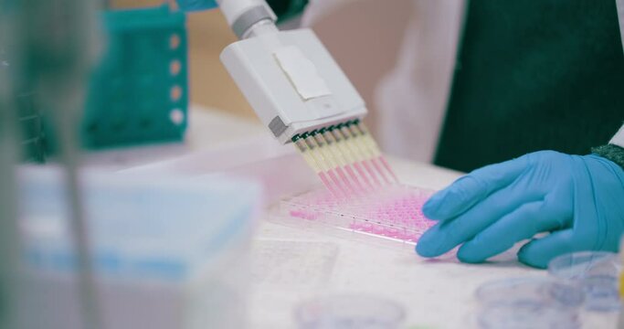 Laboratory worker researcher conducting research on cancer
