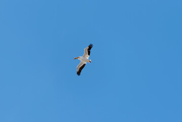 American White Pelican Flying In Blue Spring Sky