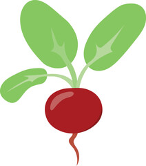 Beetroot in cartoon style isolated on white. Whole vegetable with leaves. Organic healthy food clipart. Vector illustration.