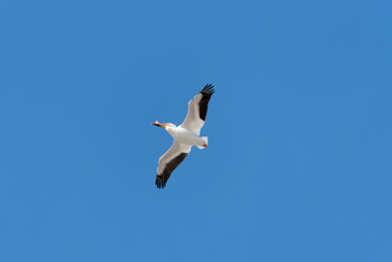 American White Pelican Flying In Blue Spring Sky