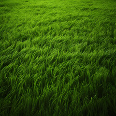 Obraz premium green grass background