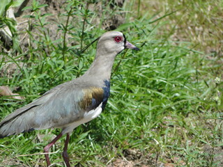 grey crowned crane