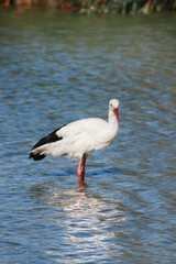 Cicogna nelle saline in Camargue