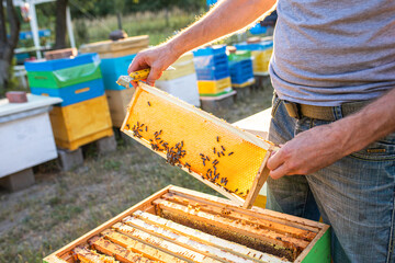 Beekeeper is working with bees and beehives on apiary. Bees on honeycomb. Frames of bee hive....