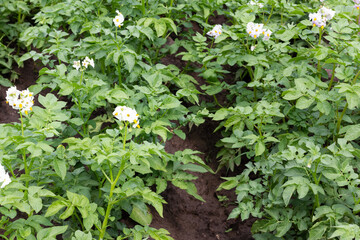 Colorado potato beetle - Leptinotarsa decemlineata on potato bushes. Pest of plants and agriculture.