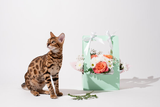 Bengal kitten with bouquet of flowers on white background, holiday background. Festive card for typography