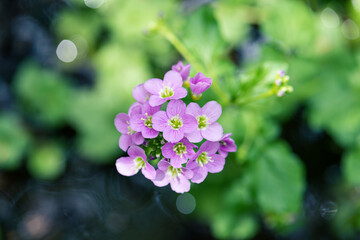 Pink wildflower cuckoo flower or cardamine pratensis view from above
