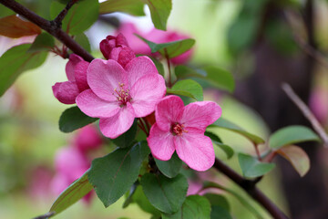 Apple blossom on a branch in spring garden. Red flowers with green leaves