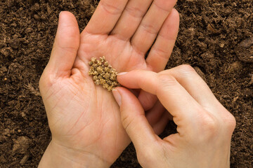 Young adult woman fingers taking beet seeds from palm for planting in fresh dark soil. Closeup....