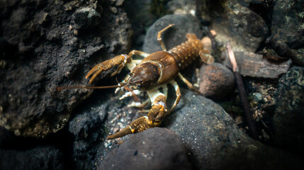 Stone crayfish (Austropotamobius torrentium) in a shallow stream