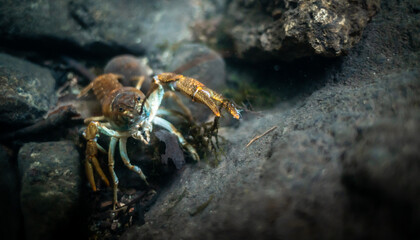 Stone crayfish (Austropotamobius torrentium) in a shallow stream