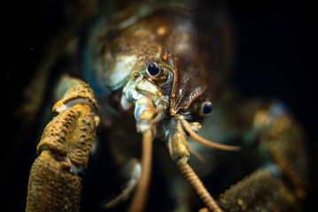 Stone crayfish (Austropotamobius torrentium) close-up