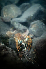 Stone crayfish (Austropotamobius torrentium) in a shallow stream