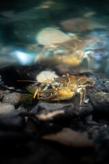 Stone crayfish (Austropotamobius torrentium) in a shallow stream