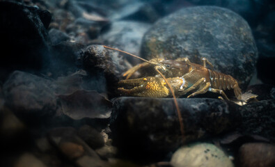 Stone crayfish (Austropotamobius torrentium) in a shallow stream