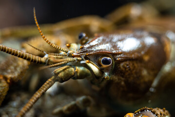 Stone crayfish (Austropotamobius torrentium) close-up