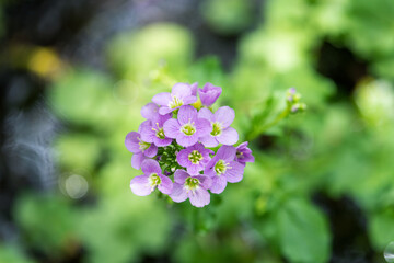 Pink wildflower cuckoo flower or cardamine pratensis view from above