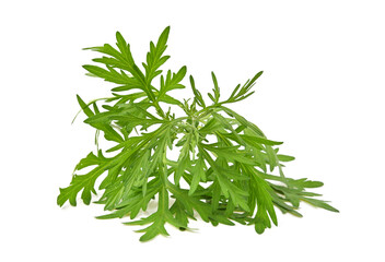 Artemisia vulgaris L, Sweet wormwood, Mugwort or artemisia annua branch green leaves  on white...