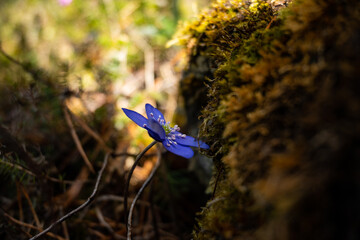 liverwort flowers in a forest