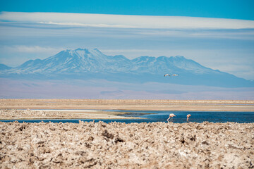 Lone Flamingo Feeding in the Salt Plains of the Atacama desert with dramatic mountain backdrop.