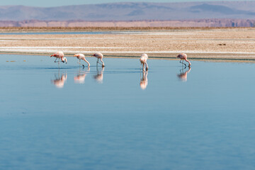 Fototapeta na wymiar Lone Flamingo Feeding in the Salt Plains of the Atacama desert with mountain backdrop.