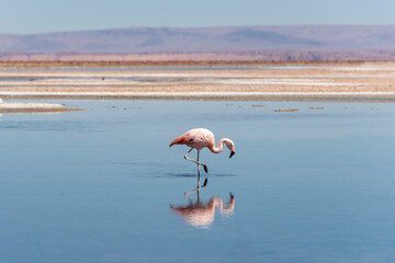 Lone Flamingo Feeding in the Salt Plains of the Atacama desert with mountain backdrop.
