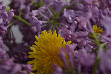 lilac flowers on a branch