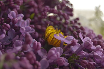 lilac flowers on a branch
