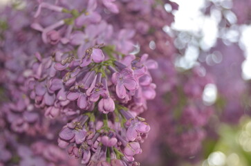 lilac flowers on a branch