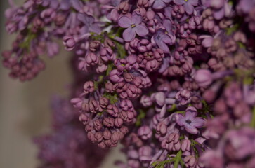 lilac flowers on a branch
