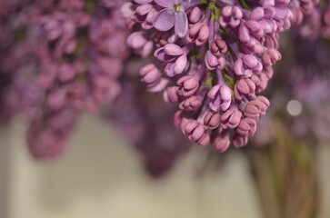 lilac flowers on a branch