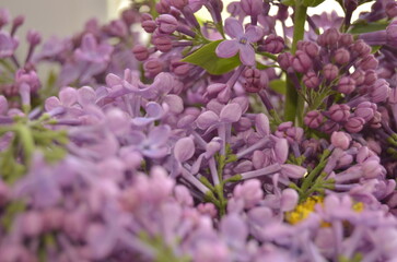 lilac flowers on a branch