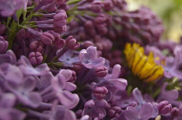 lilac flowers on a branch