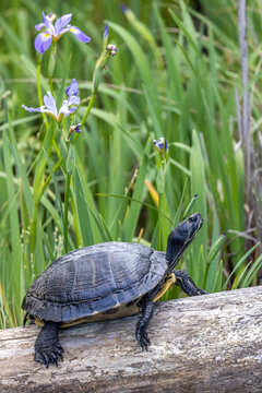 Turtle warming on  fallen tee