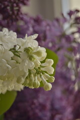 lilac flowers on a branch